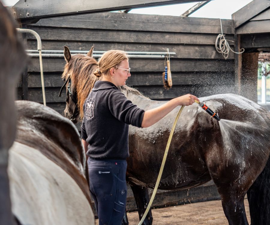 Een paard wordt afgespoeld met een tuinslang en geniet