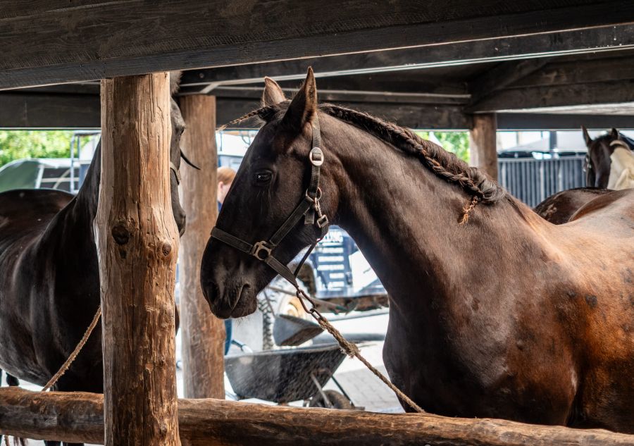 Een paard in de stal op het erf van Puur Terschelling